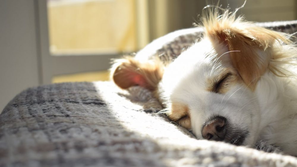 Keeping Your Furry Friends Cool & Comfortable During Summer