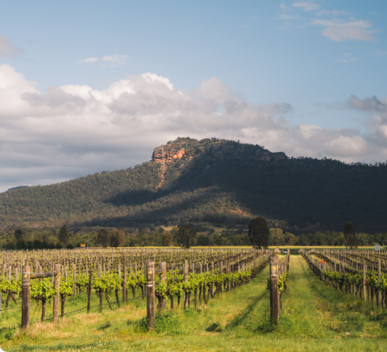landscape-view-of-the-vineyard-in-hunter-valley